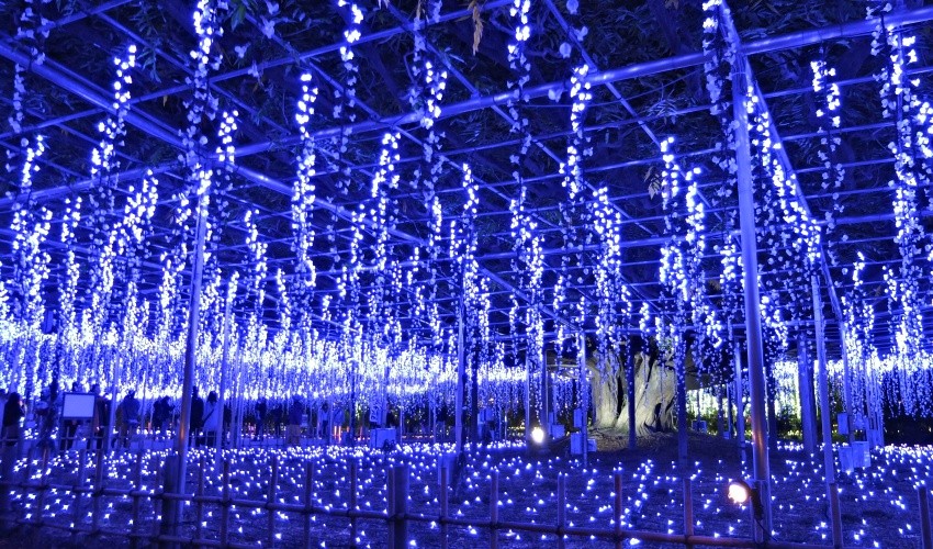 愈夜愈美麗的光之花庭園！東京近郊足利花卉公園冬季賞燈趣